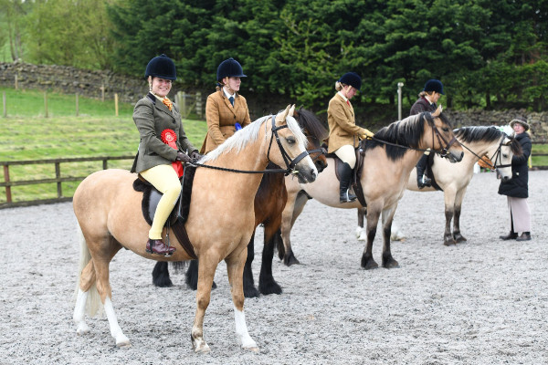 lineup of dun and palomino ponies in an outdoor school